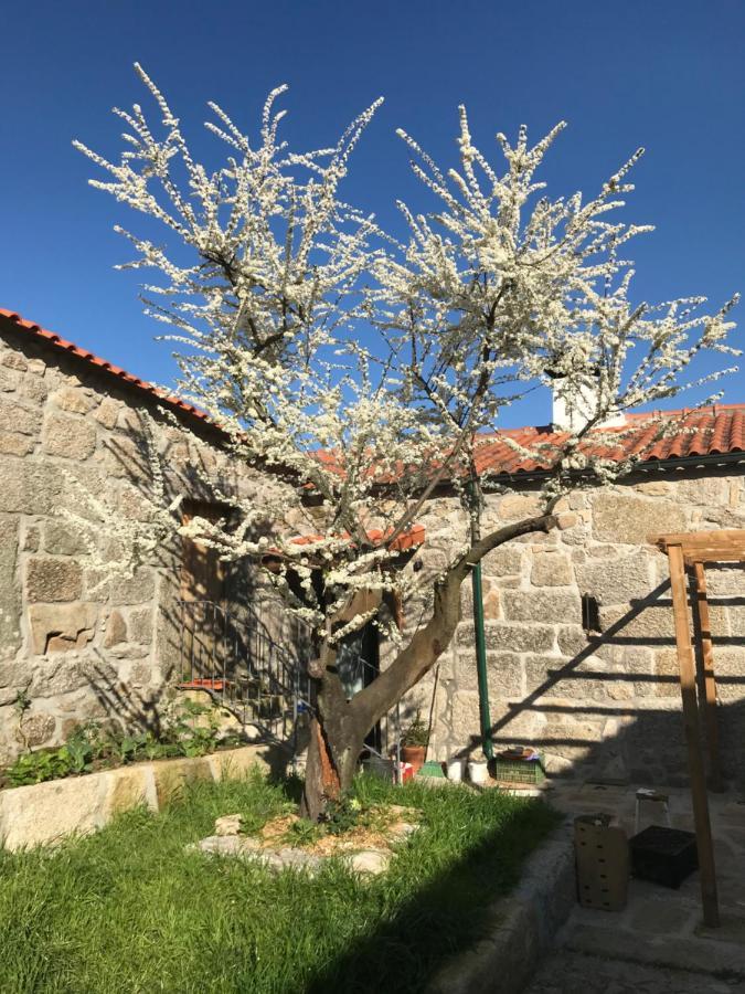 Villa Quinta Do Pinheiro à Guimarães Extérieur photo